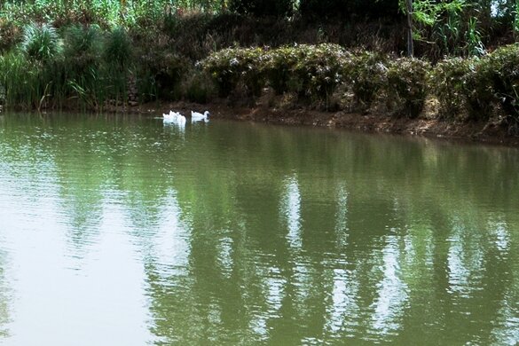barao